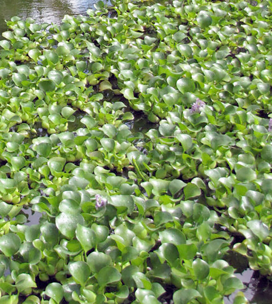 Water hyacinth